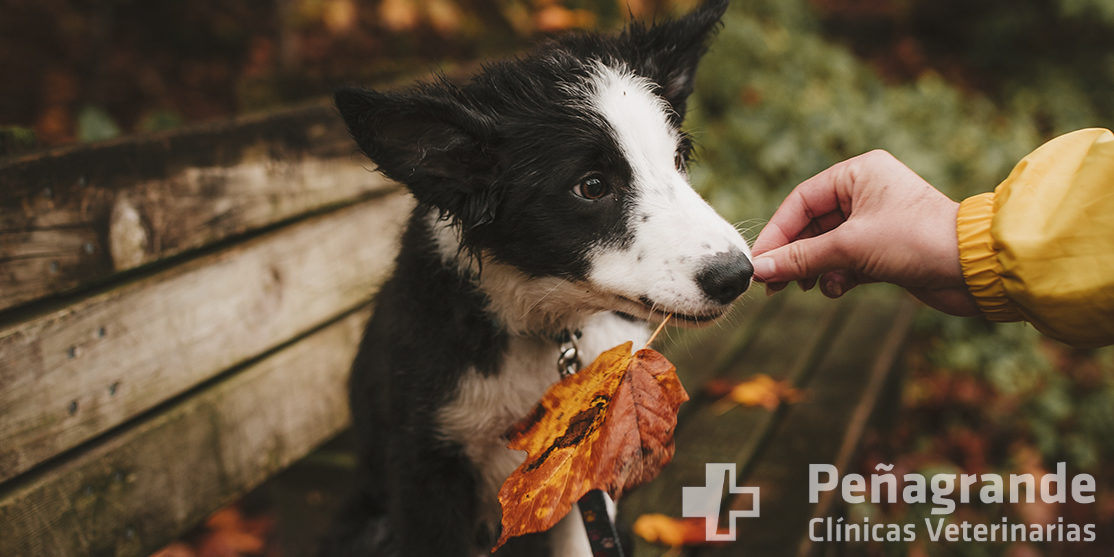 los border collies son buenos con los conejos